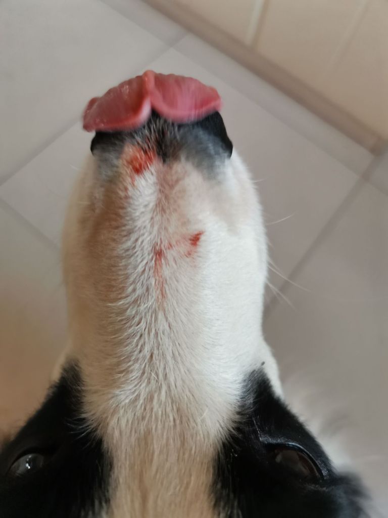 回家才发现狗鼻子受伤了