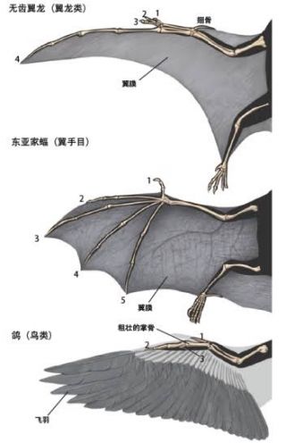 科普一下蝙蝠翅膀 nga玩家社区