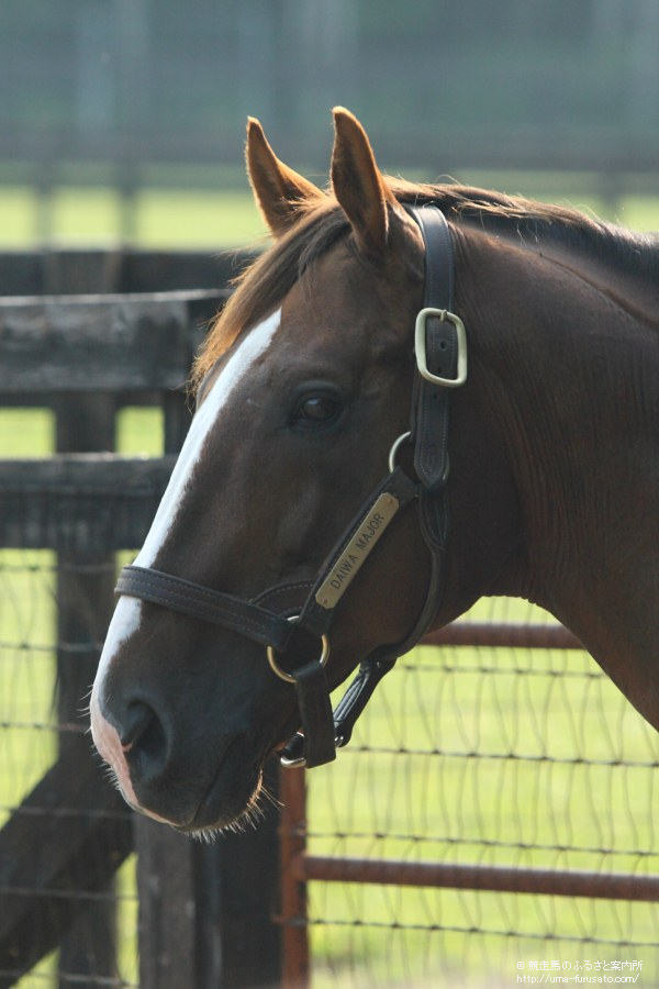 现实考证完全主观战争栗毛帅哥ttk投票选出你认为最帅的栗毛马吧