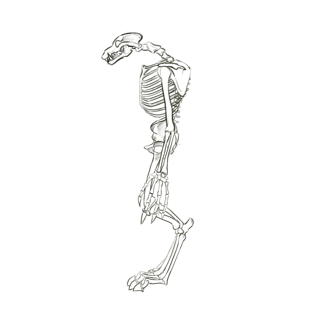 魔兽世界狼人骨架侧面