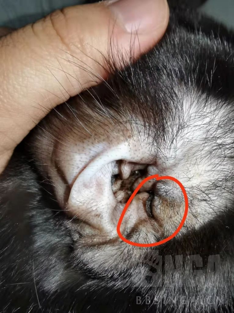 这猫耳屎比我都多洗了三天少不少了