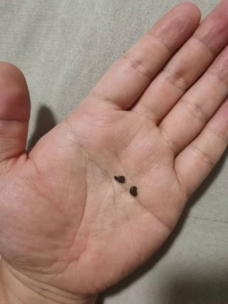 这猫耳屎比我都多洗了三天少不少了