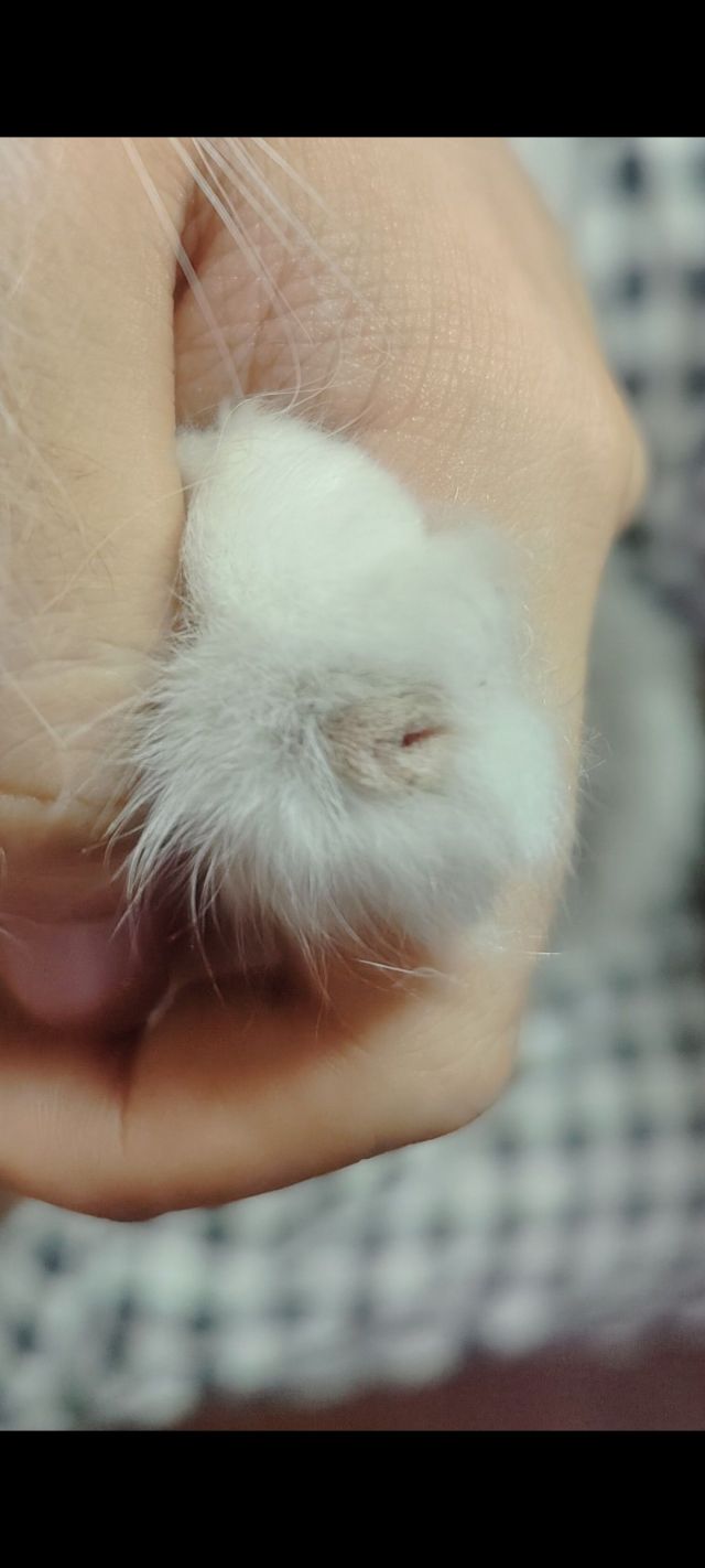 小猫有个指甲的毛不一样求鉴定是不是病了