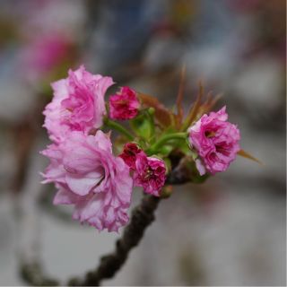 下楼拍花花草草测试一下品客聚光筒 nga玩家社区