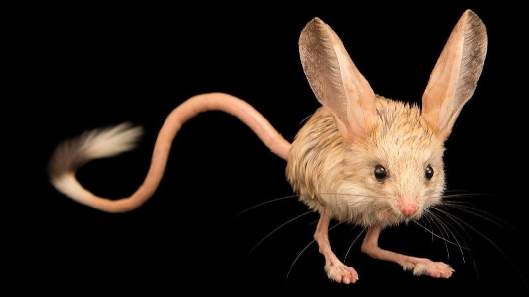 多萝西可能的动物原型——长耳跳鼠