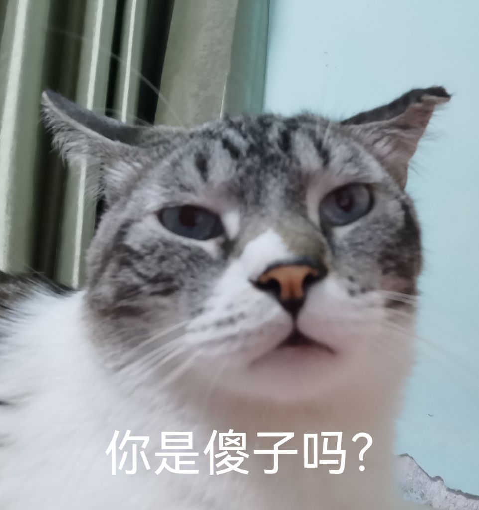 来一套自家傻猫的表情包