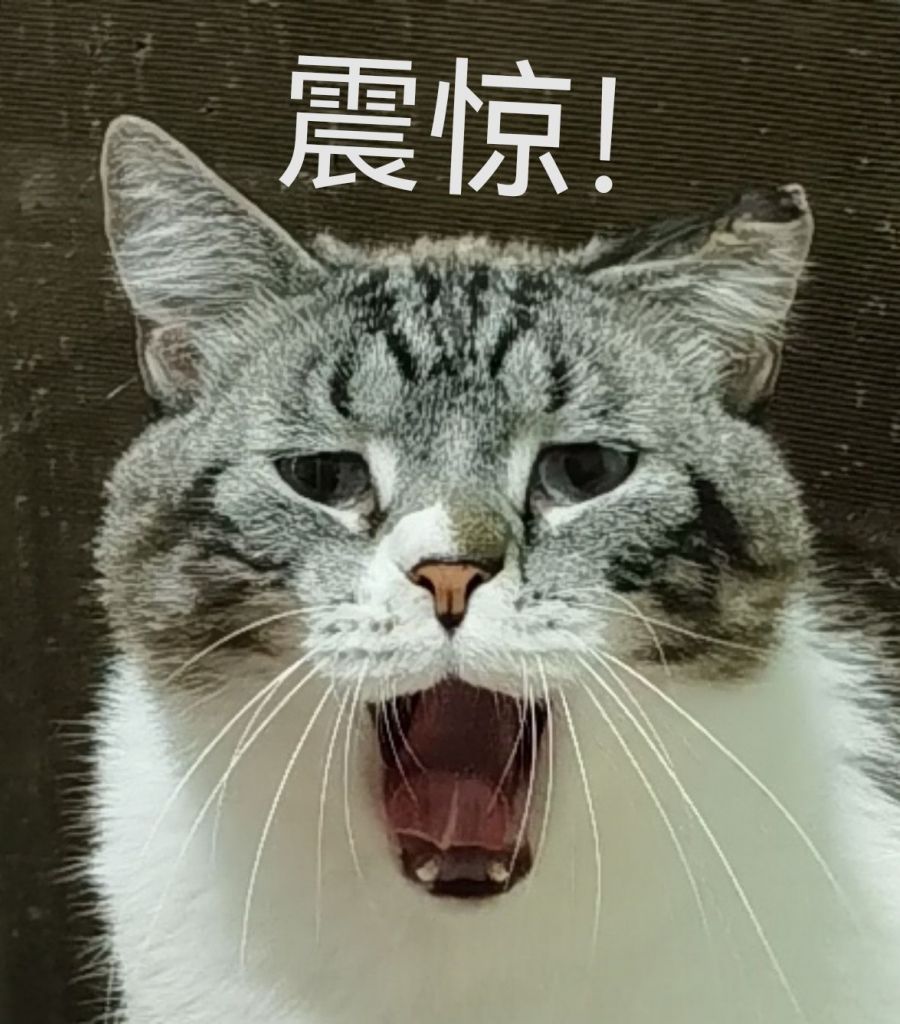 来一套自家傻猫的表情包