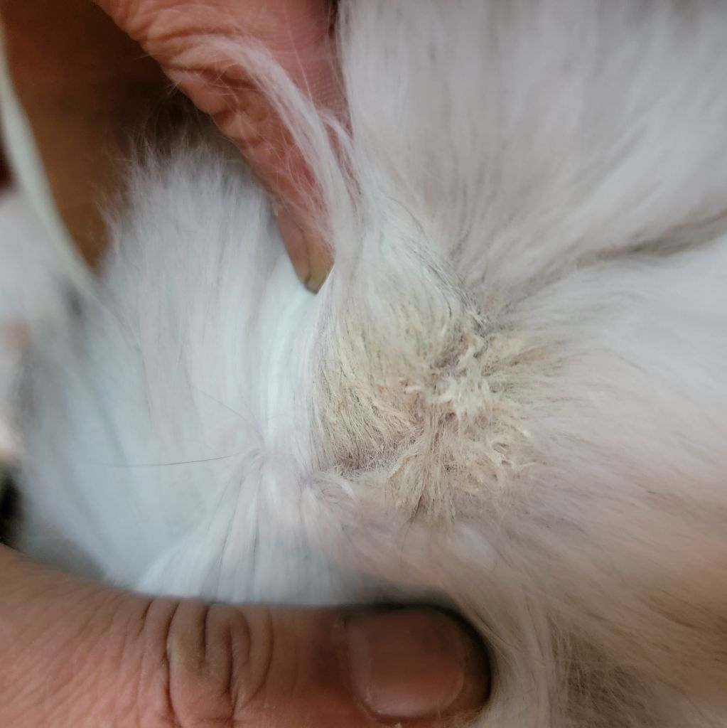 请问一下这是猫藓吗