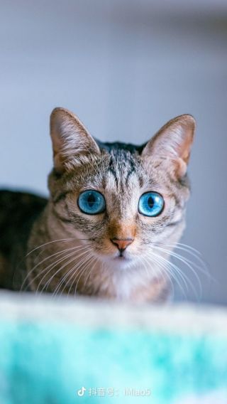猫猫提问请问有没有蓝眼睛的狸花猫