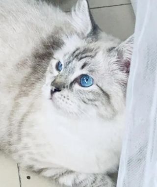 猫猫提问请问有没有蓝眼睛的狸花猫