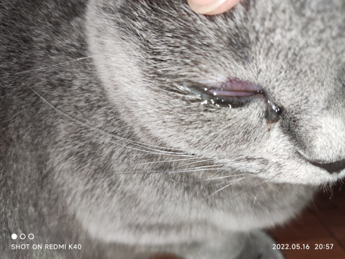 萌新提问猫咪眼睛有点肿上眼睑发炎的样子