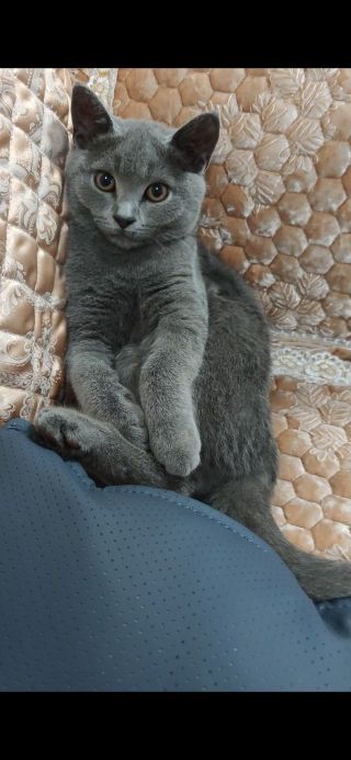 晒下自己的3个月的小蓝猫