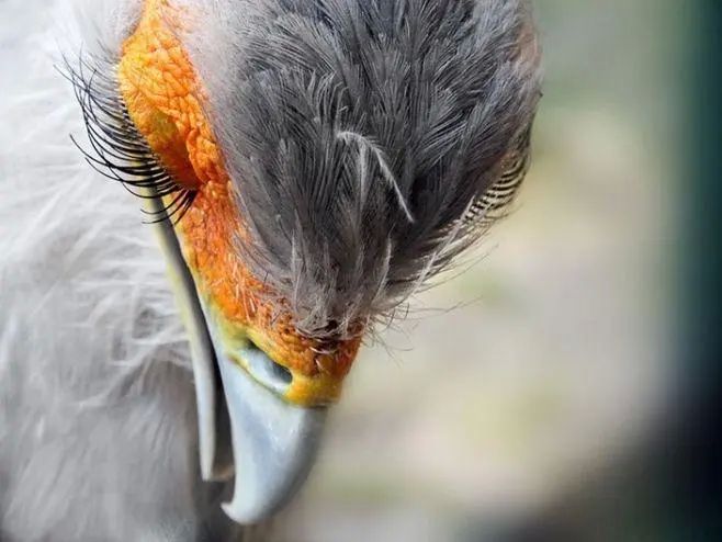 埃拉托氵放几张埃拉托原型蛇鹫的图什么叫鸟中小妖精啊