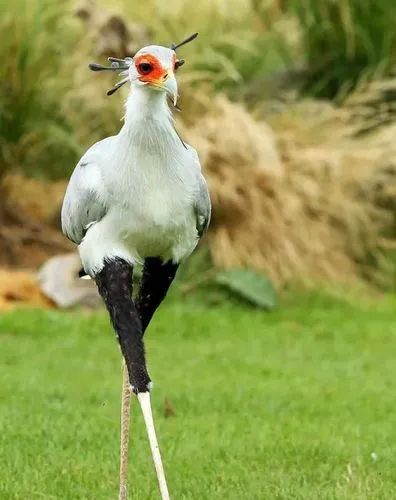 埃拉托氵放几张埃拉托原型蛇鹫的图什么叫鸟中小妖精啊