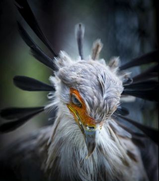 埃拉托氵放几张埃拉托原型蛇鹫的图什么叫鸟中小妖精啊