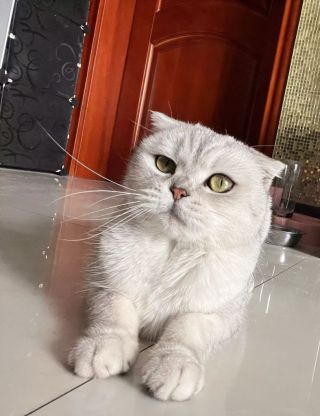 5个多月的银渐层母猫似乎有点丑