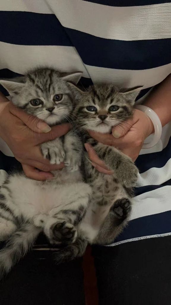 可以帮我看下美短公母吗