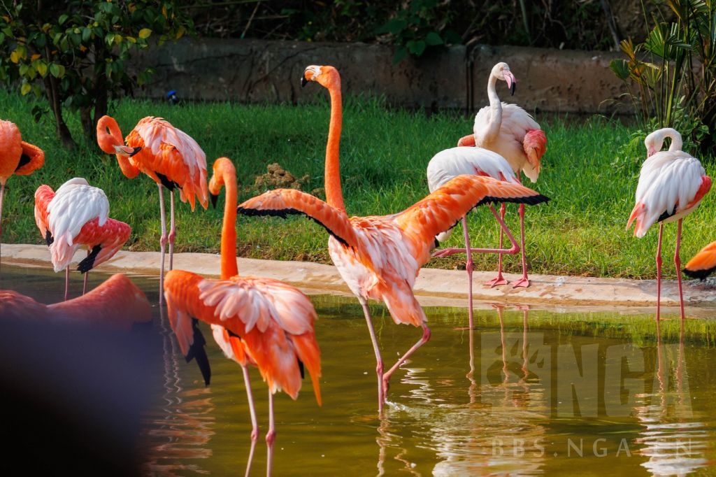 踏青摄影杭州野生动物园随拍r6rf100400