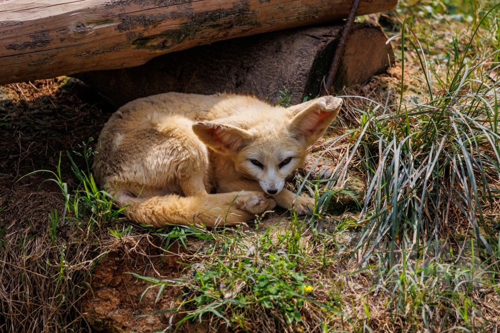 踏青摄影杭州野生动物园随拍r6rf100400