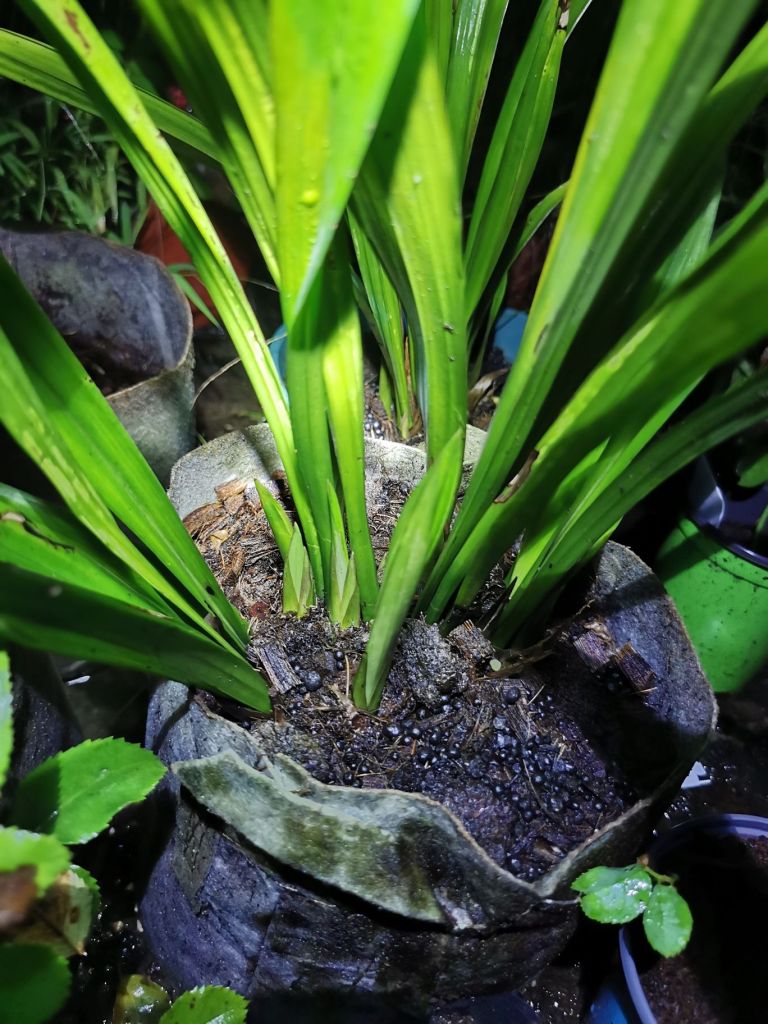 墨兰兰花终于长新芽点了