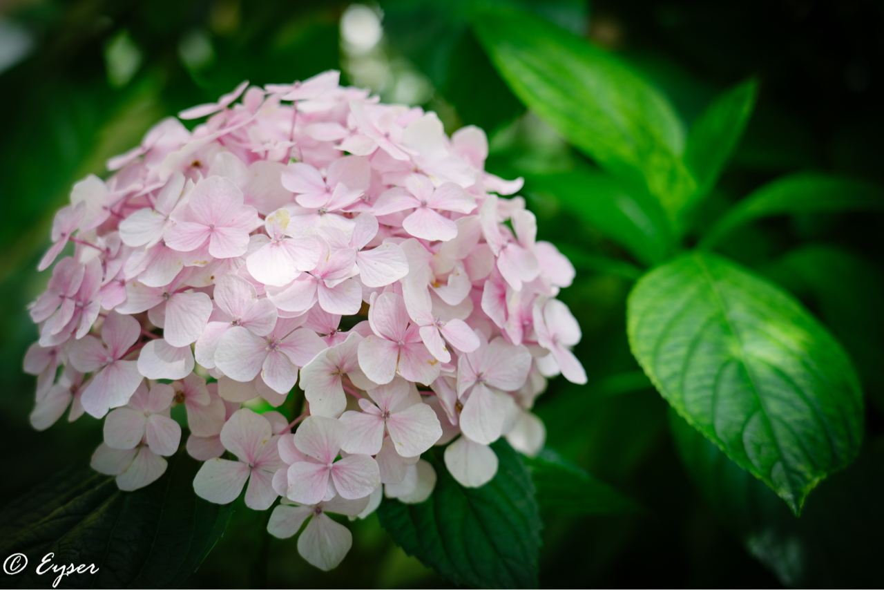 摄影专贴时隔三个月再次按下快门a7m4绣球花首秀