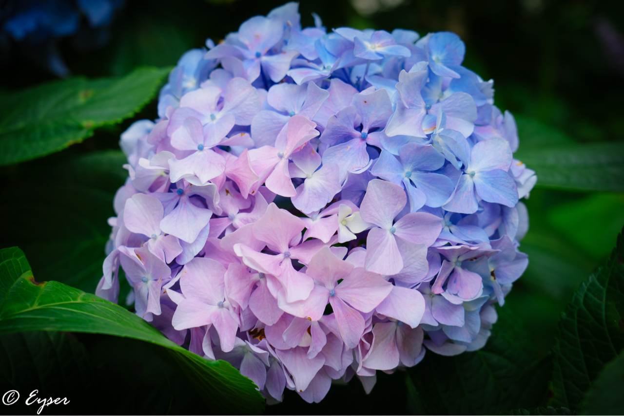 摄影专贴时隔三个月再次按下快门a7m4绣球花首秀