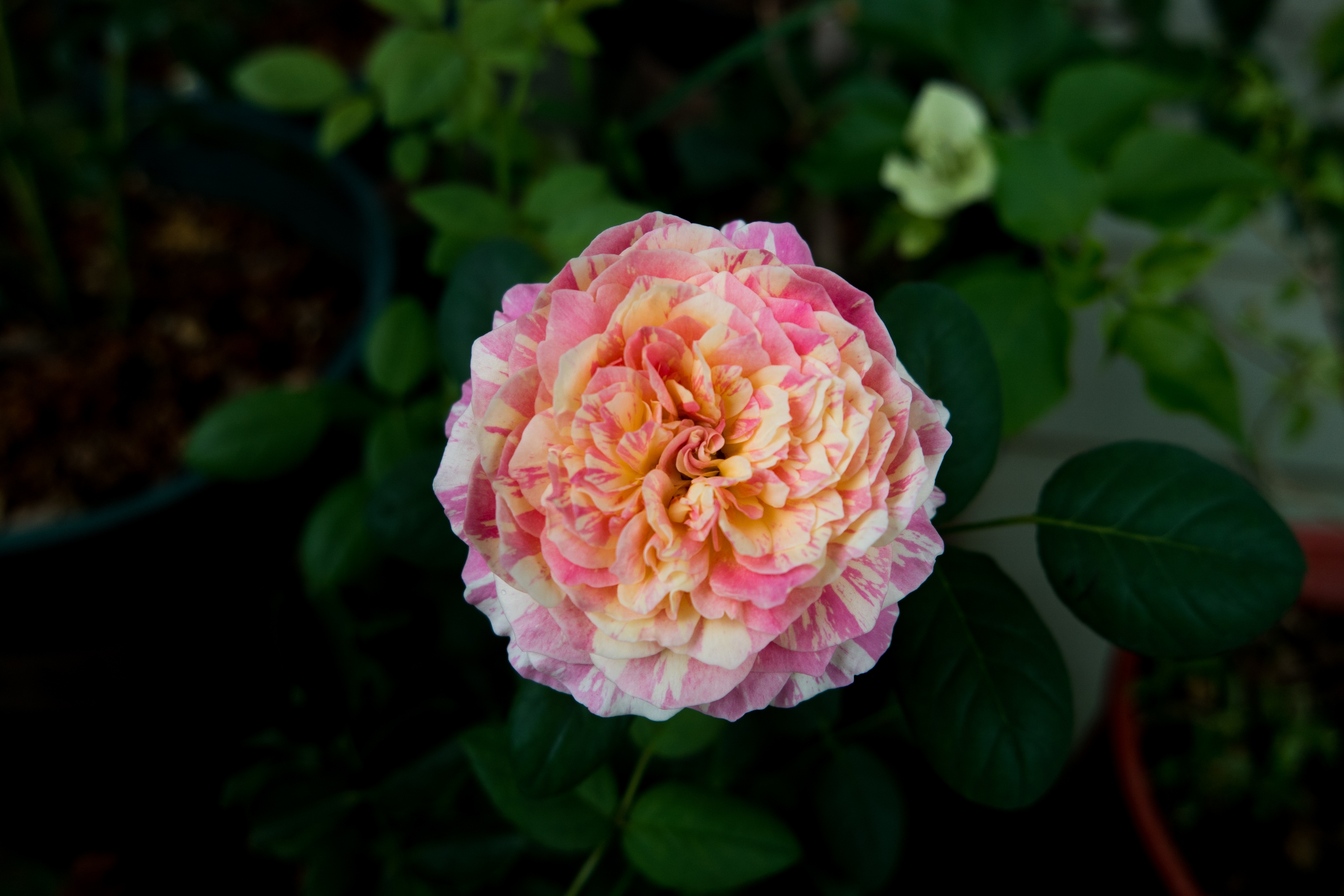 图文记录忍不住晒晒这朵莫奈月季