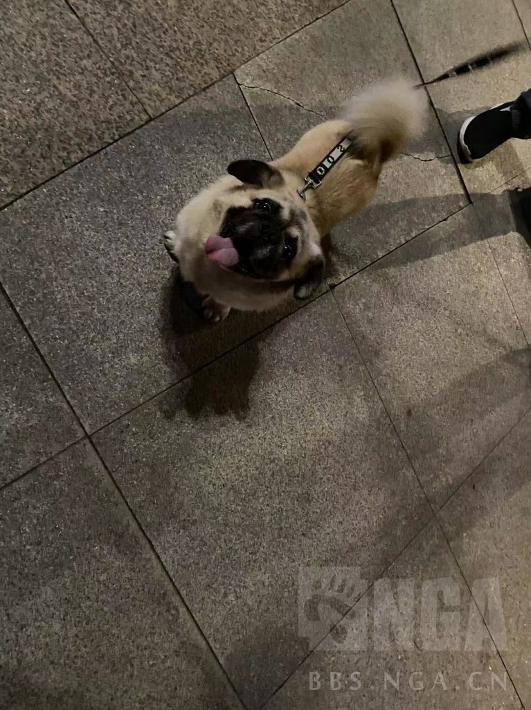 呆萌的八哥犬