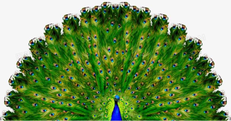 中远海控孔雀开屏