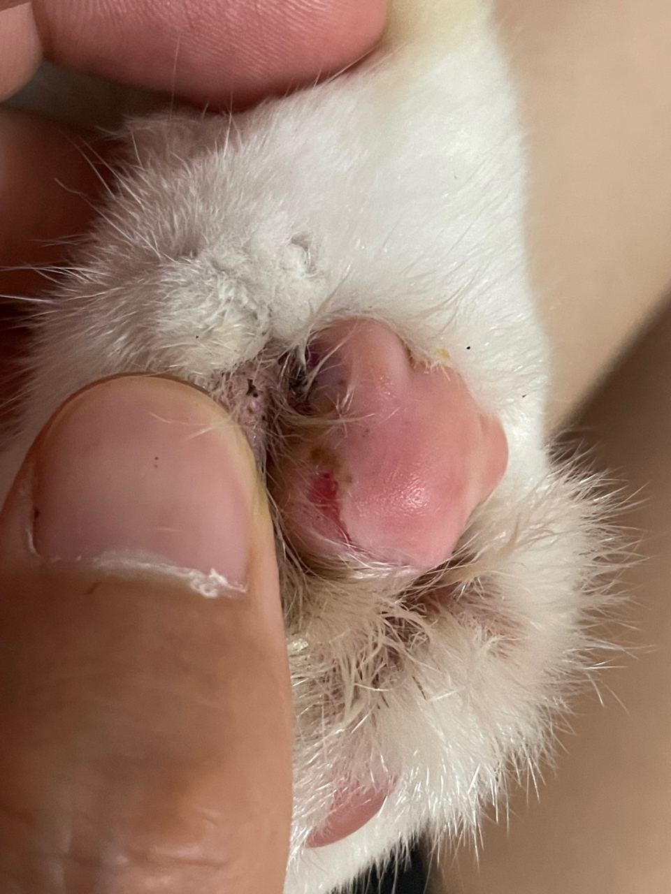 猫的爪子肉垫常见病图片