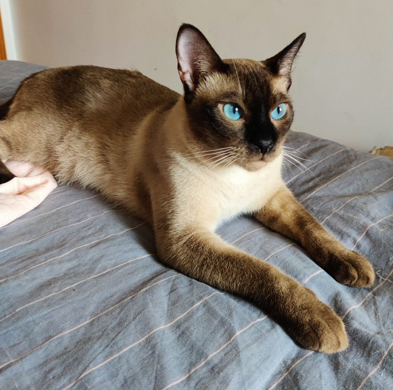 [晒猫氵]天天开空调暹罗黑的像个小黑豹了 nga玩家社区