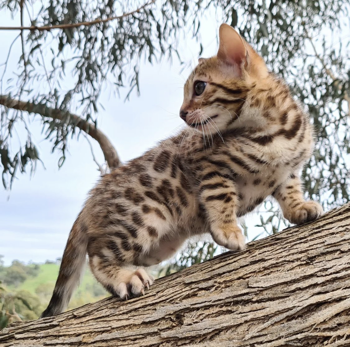 我终于等到梦中情猫了小豹子回家啦