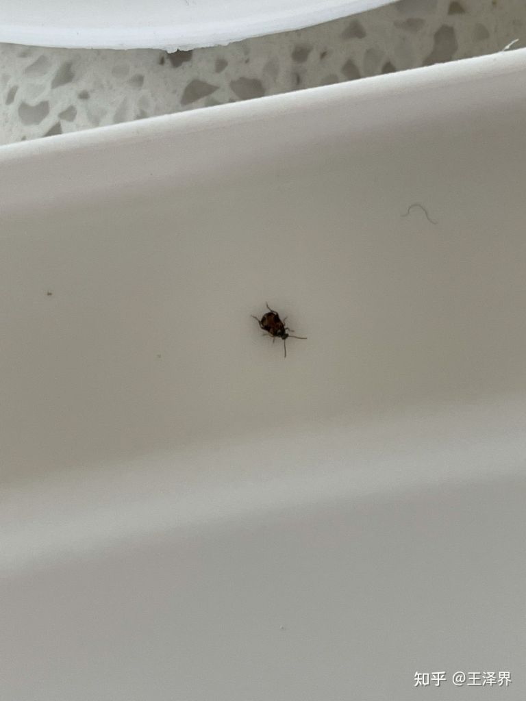 问题求助问题求助各位老哥问下这是什么虫子厨房间里面莫名其妙来了