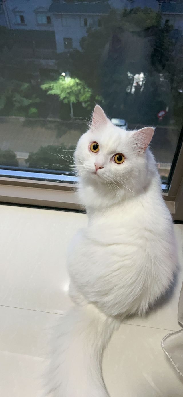 是不是白猫长得都一个样内含晒猫图