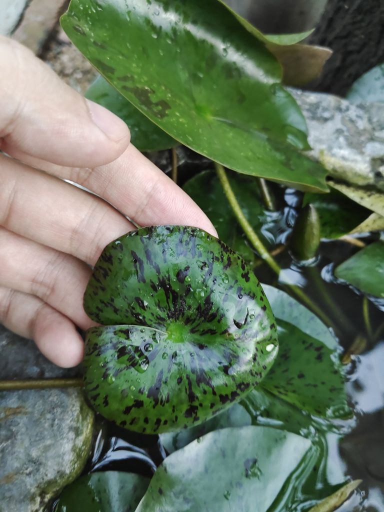 睡莲叶子出水面就变黑图片