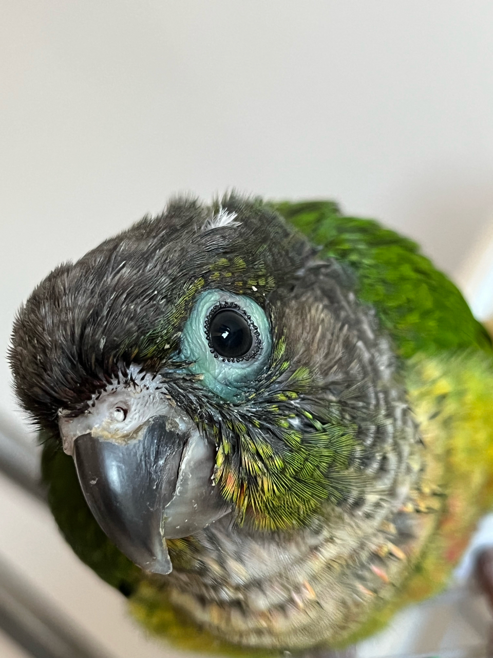 救救孩子,小太阳鹦鹉眼皮发青