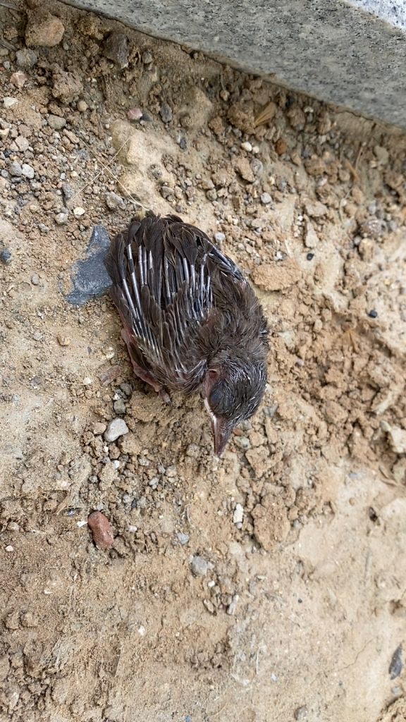 求教老哥这是什么鸟看着奄奄一息