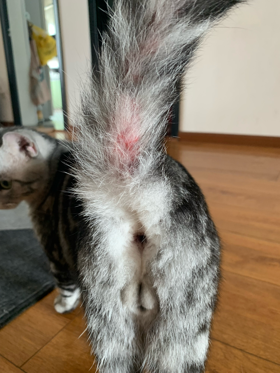 快两岁的猫孩这尾巴是怎么了