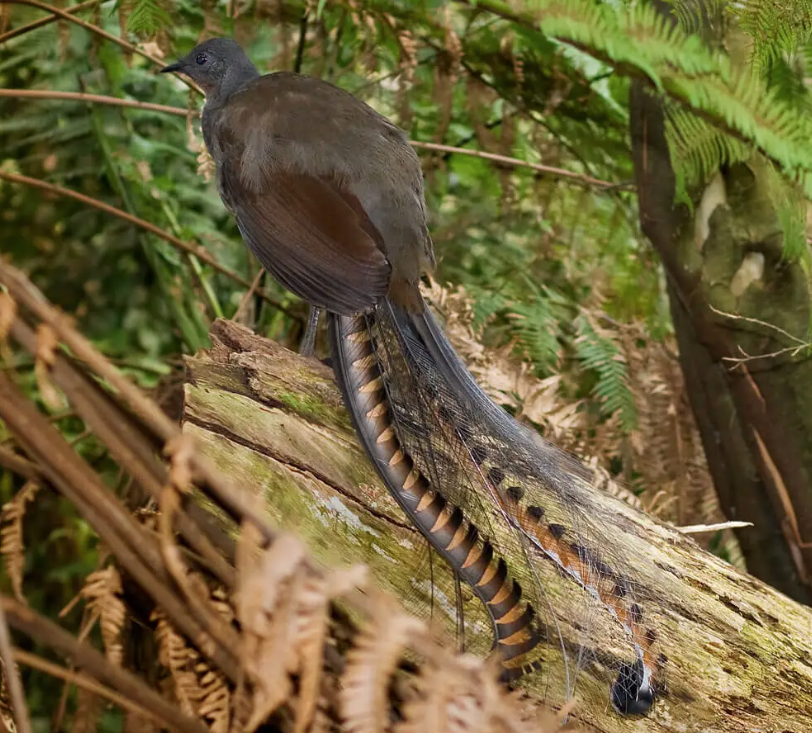 [原型氵]您确定您是女性……?晓歌可能的原型——华丽琴鸟