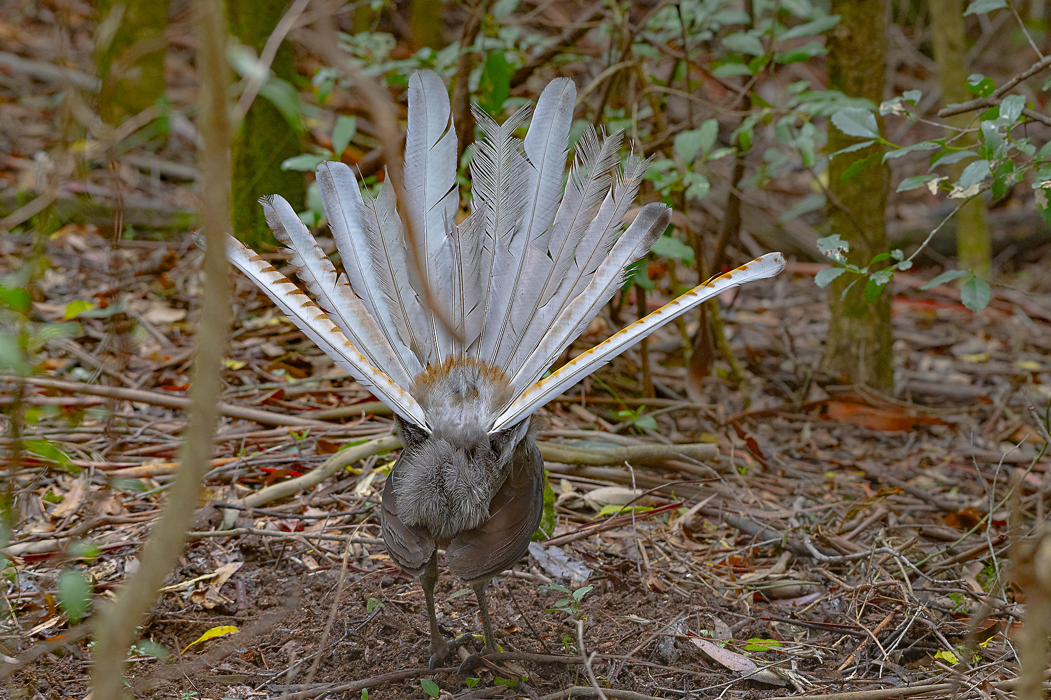 [原型氵]您确定您是女性……?晓歌可能的原型——华丽琴鸟