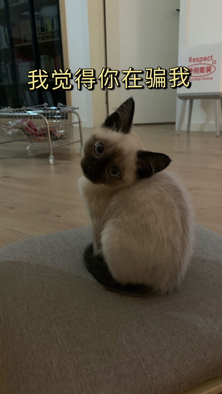 给自家小逻辑猫做了几张表情包,给大伙瞅瞅