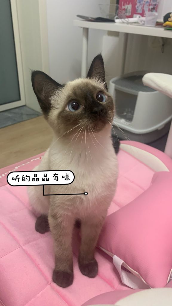 给自家小逻辑猫做了几张表情包,给大伙瞅瞅