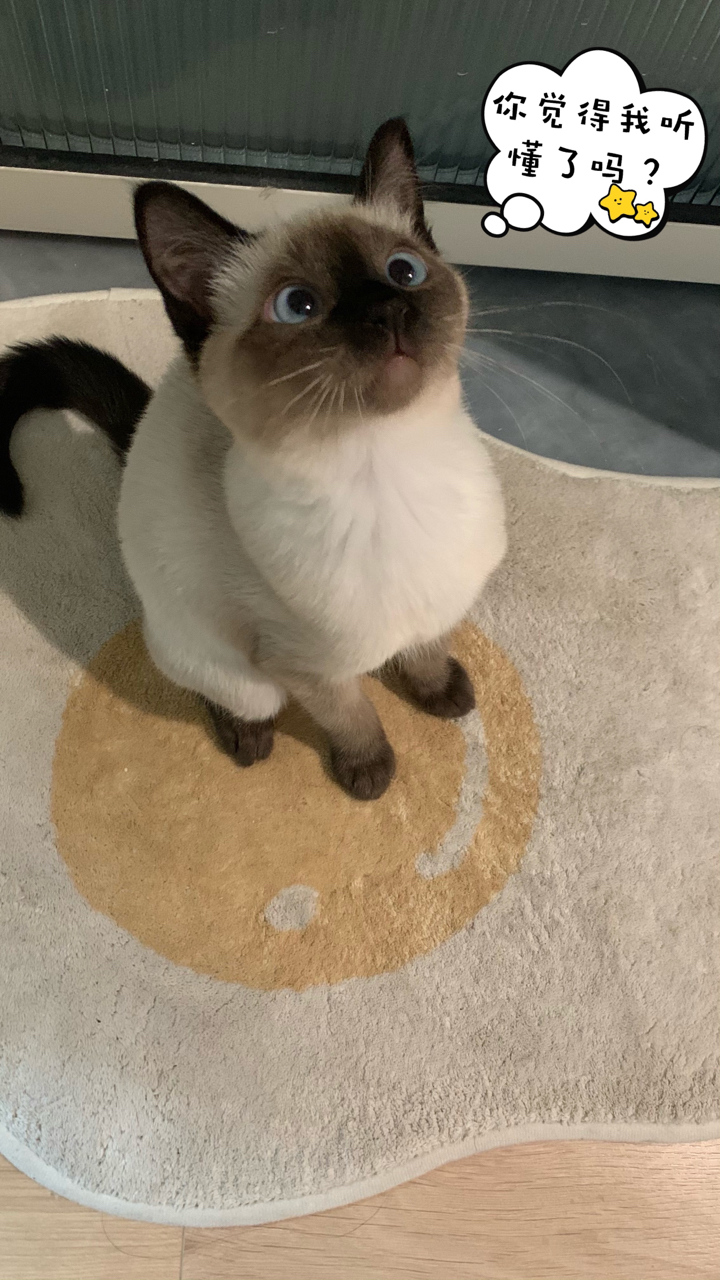 给自家小逻辑猫做了几张表情包,给大伙瞅瞅