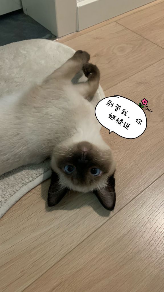 给自家小逻辑猫做了几张表情包,给大伙瞅瞅