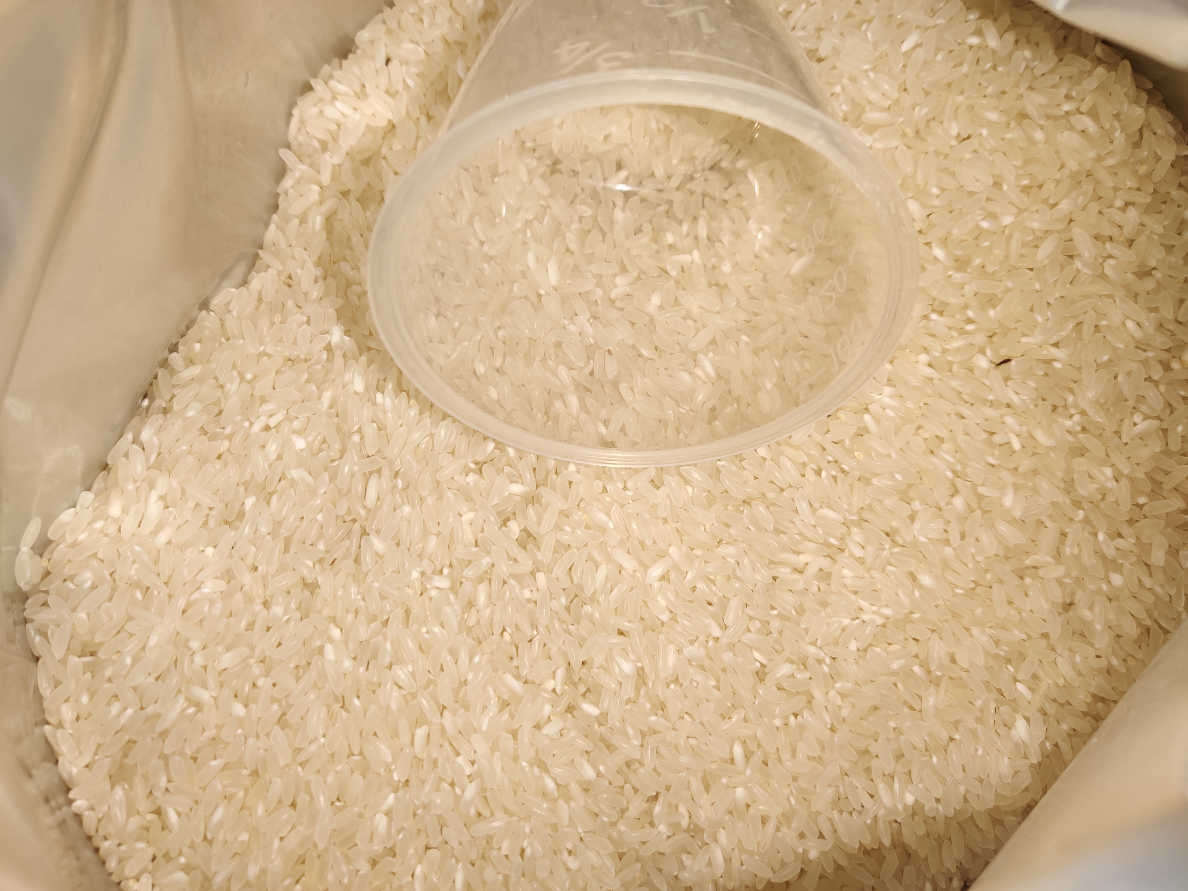 求助袋子里的米长米虫了咋办