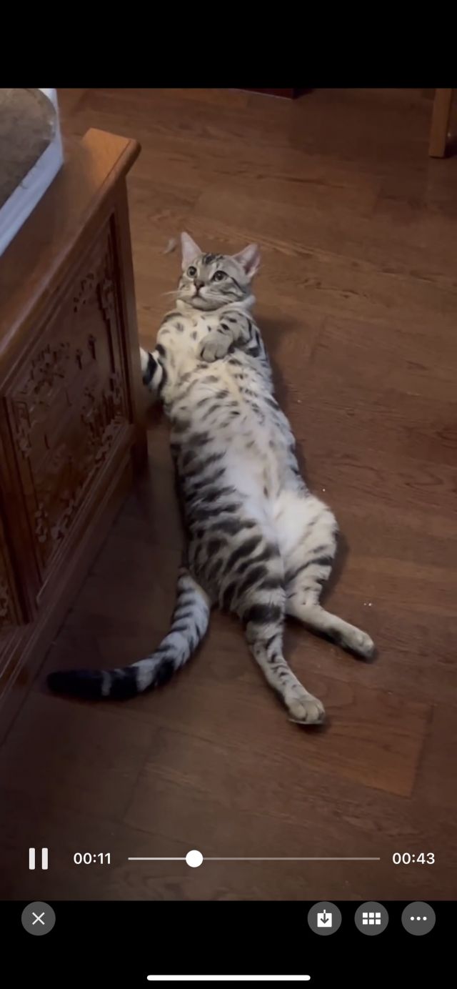 杭州领养美短豹猫串