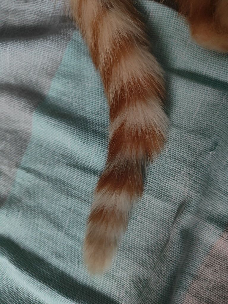 猫咪的尾巴真的是又神奇又美丽
