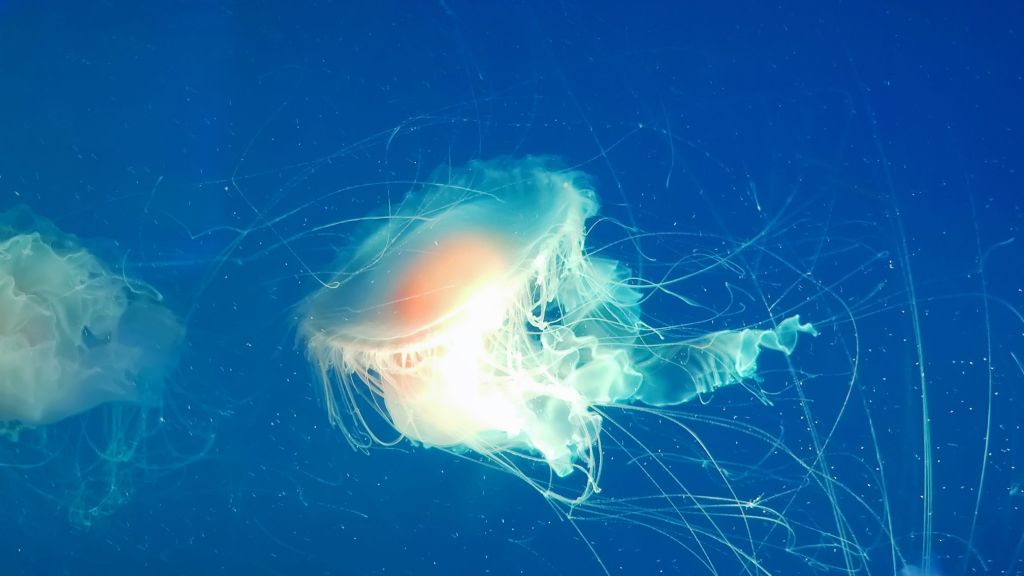 今天在水族馆看到了海月水母