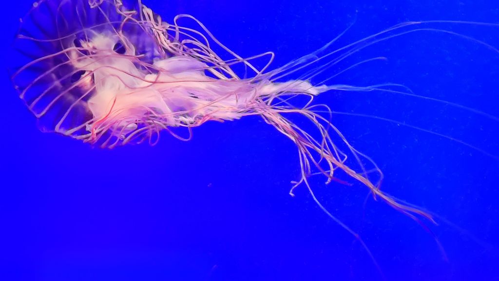 今天在水族馆看到了海月水母