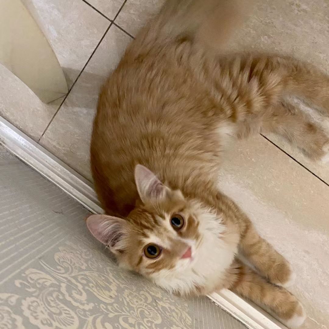 新领养的一只长毛小橘猫,感觉很漂亮